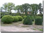 Buxus