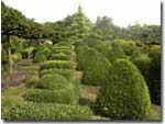 Buxus