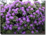 Rhododendron Catawhiense Bourcalt