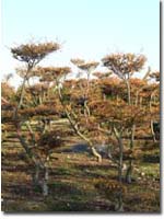 Scheinbuche