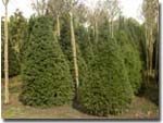 Taxus baccata