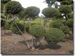 Taxus media Hillii